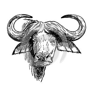 Breeding cattle. head of a Afrikan Buffalo. vector sketch on white background photo