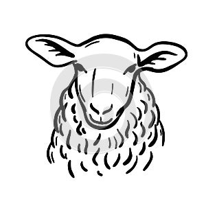 Breeding cattle. head of a sheep. vector sketch on white background