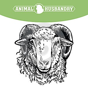 Breeding cattle. head of a sheep. vector sketch on white background