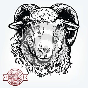 Breeding cattle. head of a sheep. vector sketch on white background