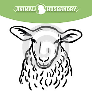 Breeding cattle. head of a sheep. vector sketch on white background