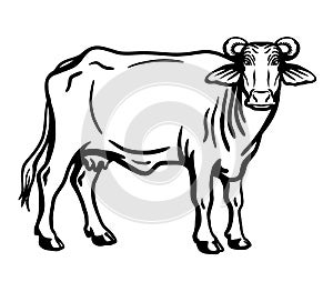 Breeding cattle. silhouette of a grazing Texas cow. vector illustration isolated on white background