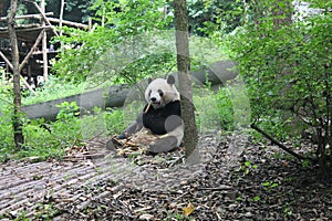 Panda Giant , Chengdu China