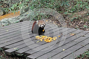 Red Panda , Chengdu China