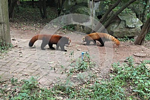 Red Panda , Chengdu China