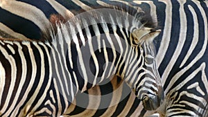 Breeding Chapman`s zebra Equus quagga chapmani.