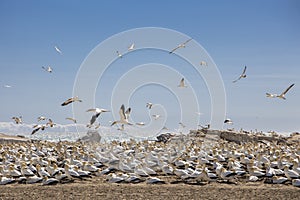 A breeding colony of Cape gannets