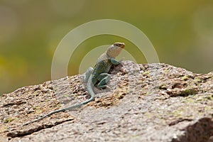 Breeding Colors on Collared Lizard photo