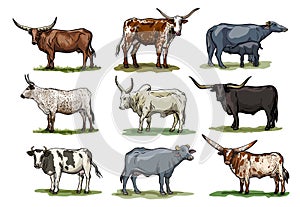 breeding cow. animal husbandry. color illustrations on a white background