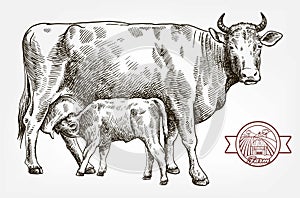 Breeding cow. animal husbandry. livestock