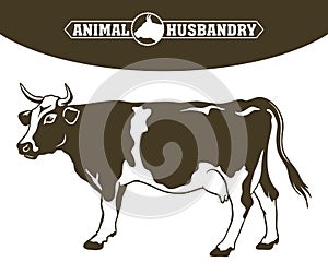 Breeding cow. animal husbandry. livestock