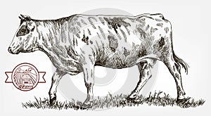 Breeding cow. animal husbandry. livestock
