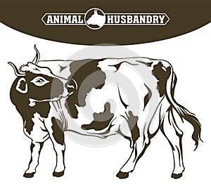 Breeding cow. animal husbandry. livestock