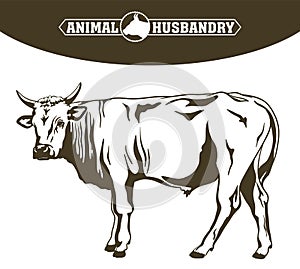 Breeding cow. animal husbandry. livestock
