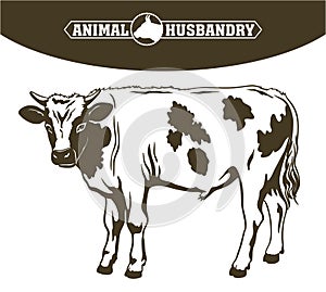 Breeding cow. animal husbandry. livestock