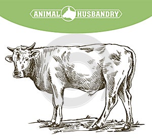 Breeding cow. animal husbandry. livestock