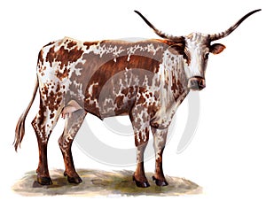 Breeding cow. animal husbandry. livestock illustration on a white