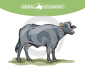 Breeding cow. animal husbandry. livestock illustration on a white