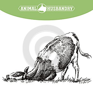 Breeding cow. animal husbandry. livestock illustration on a white