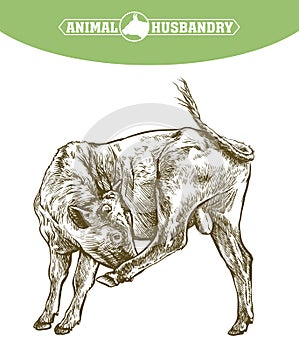 Breeding cow. animal husbandry. livestock illustration on a white