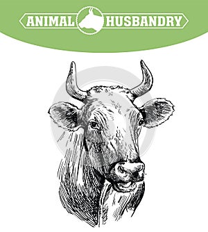 Breeding cow. animal husbandry. livestock illustration on a white