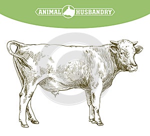 Breeding cow. animal husbandry. livestock illustration on a white