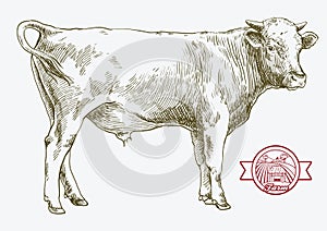 Breeding cow. animal husbandry. livestock illustration on a white