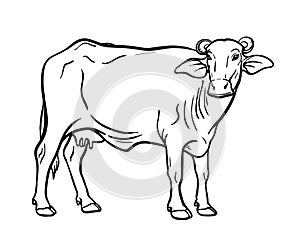 Breeding cow. animal husbandry. livestock illustration on a white