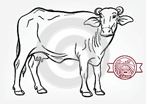 Breeding cow. animal husbandry. livestock illustration on a white