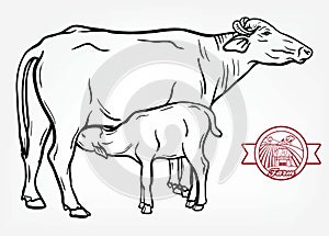 Breeding cow. animal husbandry. livestock illustration on a white