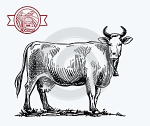 breeding cow. animal husbandry. livestock illustration on a white