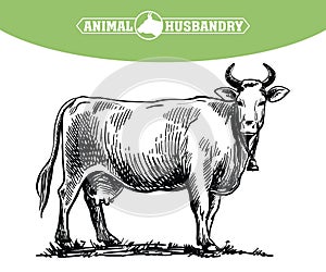 breeding cow. animal husbandry. livestock illustration on a white