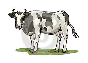 Breeding cow. animal husbandry. livestock vector illustration on a white