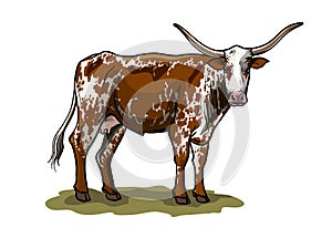 Breeding cow. animal husbandry. livestock vector illustration on a white