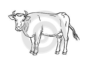 Breeding cow. animal husbandry. livestock vector illustration on a white