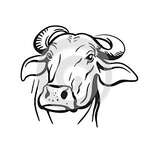 Breeding cow. animal husbandry. livestock vector illustration on a white