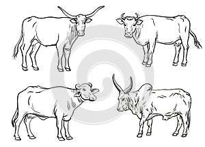 Breeding cow. animal husbandry. livestock vector illustration on a white