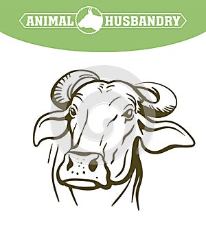 Breeding cow. animal husbandry. livestock vector illustration on a white