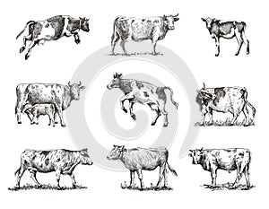 Breeding cow. animal husbandry. sketches on a grey background