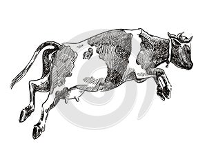 Breeding cow. animal husbandry. vector sketch on a grey background