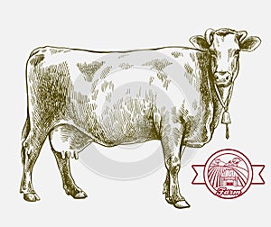 Breeding cow. grazing cattle. animal husbandry. livestock. illustration on a grey background