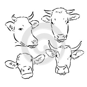 breeding cow. grazing cattle. animal husbandry. livestock. vector sketch on a grey background