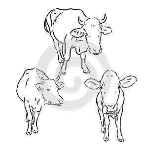 breeding cow. grazing cattle. animal husbandry. livestock. vector sketch on a grey background