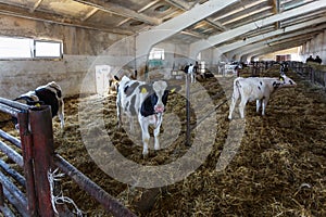 Breeding cows in free animal husbandry. Cowshed. Livestock cow farm. Herd of black white cows are looking at the camera with