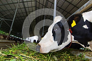 Breeding of cows in free livestock stall