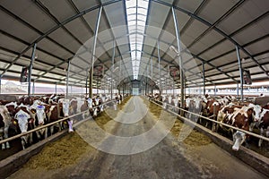 Breeding of cows in free livestock stall