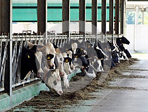 Breeding dairy cows in livestock stall, Cow heads are out of the enclosures to eat