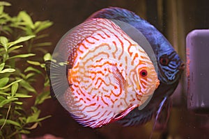 Breeding discus