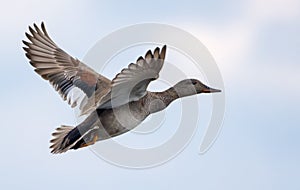Breeding Drake gadwall in flight over light sky in spring