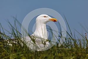 Breeding Dutch seagull on grass